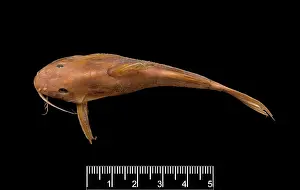 Catfish: Synodontis maculipinna, catfish