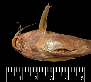 Catfish: Synodontis maculipinna, catfish