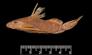 Catfish: Synodontis maculipinna, catfish