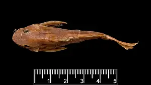 Catfish: Synodontis maculipinna, catfish