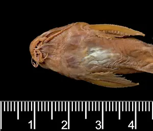 Catfish: Synodontis maculipinna, catfish