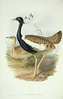 Bustard: Sypheotides indicus, lesser florikin