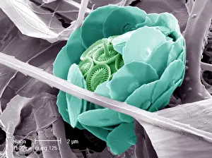 Coccolith: Syracosphaera anthos