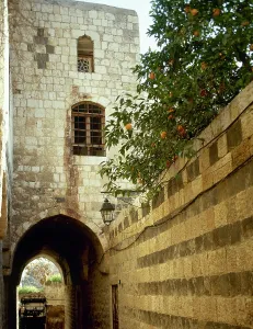Fruit Tree: Syria. Hama. The Azm Palace