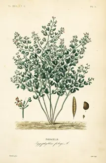 Oudet: Syrian bean-caper, Zygophyllum fabago