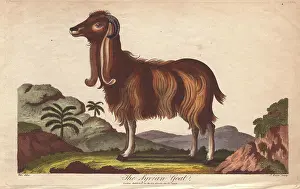 Siblys: The Syrian Goat, Capra hircus