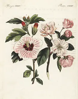 F. Gotz: Syrian pear and Chinese crab apple