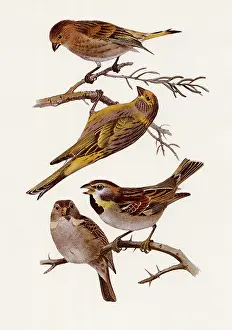Sparrow: Syrian Serin & Dead Sea Sparrow