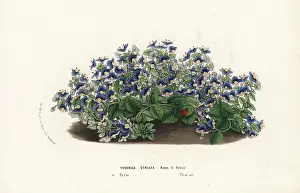 Speedwell: Syrian speedwell, Veronica syriaca