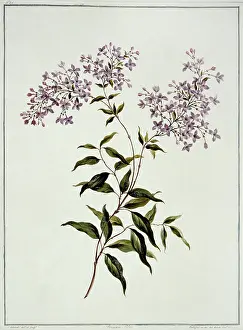 Asterid: Syringa persica, Persian lilac