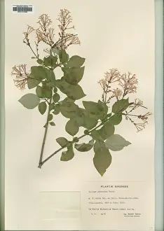Herbarium: Syringa pubescens turez