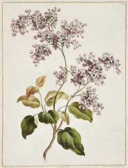 Lilac: Syringa sp. Scotch lilac