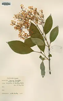 Herbarium: Syringa tomentella