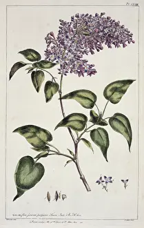 Lilac: Syringa vulgaris, common lilac