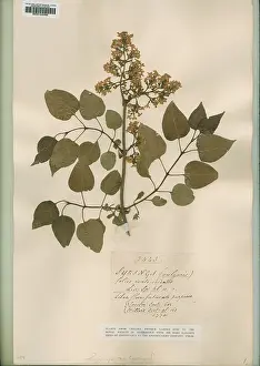 Herbarium: Syringa vulgaris, lilac