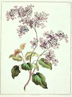 Asterid: Syringa vulgaris, lilac
