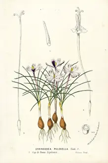 Pulchella: Syringodea pulchella