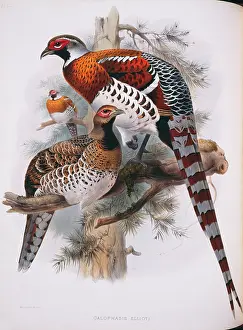 Throat: Syrmaticus ellioti, Elliot's pheasant
