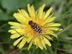 Vickery: Syrphus ribesii, hoverfly