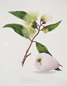 Juicy: Syzygium malaccense, malay apple