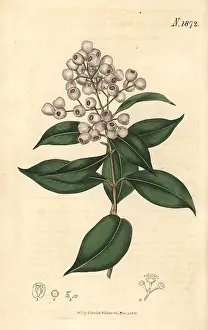 Syzygium: Syzygium smithii