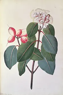 Polydore: Syzygium suborbiculare, lady apple tree