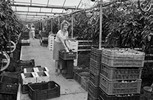 Tomatoes: Szczecin state agriculture