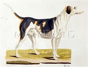 Gotz: T. GOETZ UK FOXHOUND