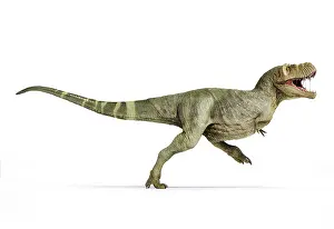Tyrannosaurus: T-rex full body walking, isolated on white background