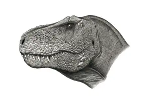 Tyrannosauridae: T-rex portrait on white background