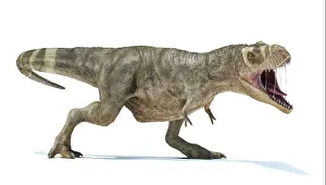 Tyrannosaurus: T-rex roaring, perspective view with dropped shadow