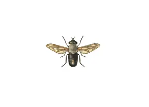 Hexapoda: Tabanus aeneus Surcouf, horse fly