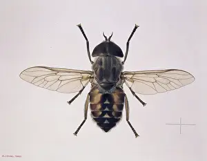 Amadeo: Tabanus autumnalis, horse fly