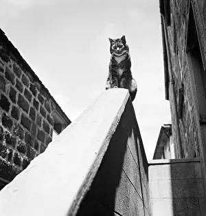 Handrail: Tabby Cat