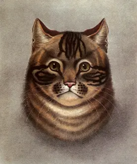 Felines: Tabby Cat