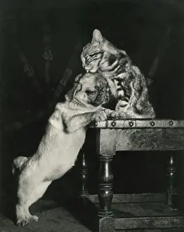 Lick: Tabby cat with bulldog