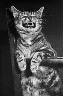 Snarl: Tabby cat on a chair, looking fierce