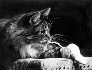 Robin Adler: Tabby cat on a chair with a toy mouse
