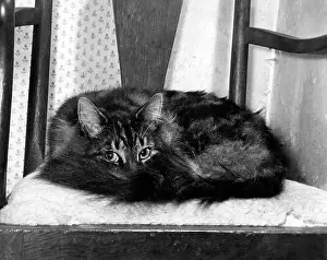 Robin Adler: Tabby cat curled up on a chair