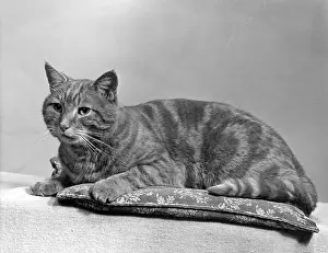 Cushion: TABBY CAT ON A CUSHION