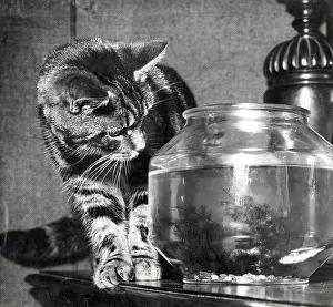 Tabby: A tabby cat eyes up a fish in a fishbowl with interest