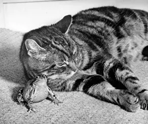 Tabby: Tabby cat and frog