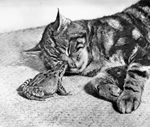 Tabby: Tabby cat and frog