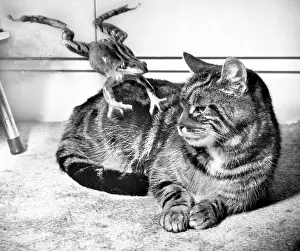 Tabby: Tabby cat and frog