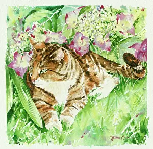 Hydrangea: Tabby Cat in a Garden with Hydrangea