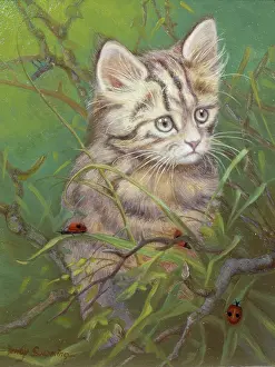 Ladybirds: Tabby Cat in Grass with Ladybirds