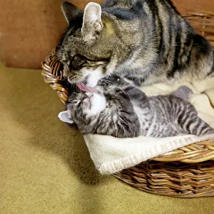 Lick: Tabby cat and kitten in basket
