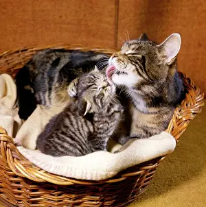 Lick: Tabby cat and kitten in basket