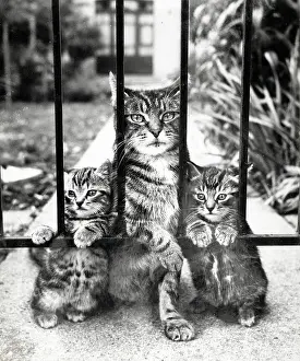 Tabby: Tabby cat and two kittens wait patiently by a garden gate