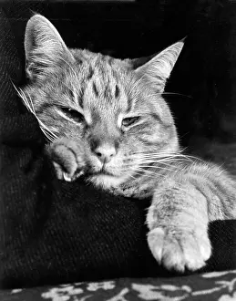Robin Adler: Tabby cat looking sleepy